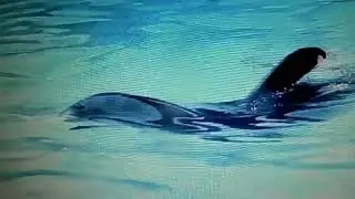 Мечта о Море.