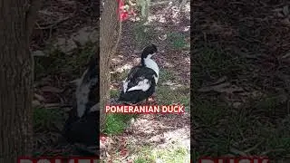POMERANIAN DUCK 🇦🇺🪃🦢🐥🦆🐤