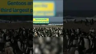 🐧 Gentoo Penguins are getting their big break on #NatGeoKids #AmazingAnimals #Penguin