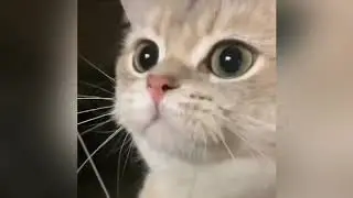 Küçük yaramaz kedilerin tatlı anları ☺️🥰