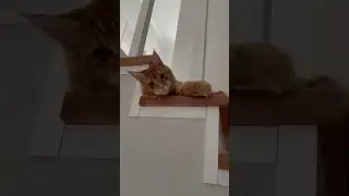 Красавчик #мейнкун #рыжик