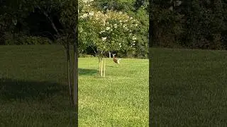 Bambi laying in the shade #deer