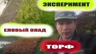 Выращивание голубики садовой на еловом опаде или посадка голубики в торф.