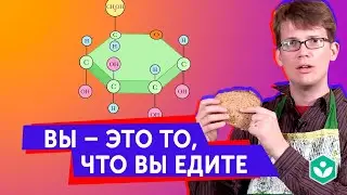 Биомолекулы. Мы то, что мы едим  (видео 5) | Crash course | Partner Content