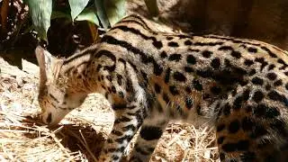 Serval LA Zoo Los Angeles California USA August 16, 2024 Summer Conservation