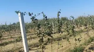Крупноплодная малина и ежевика на Кубани. Начало.