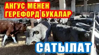 30 баш АНГУС, 7 баш ГЕРЕФОРД букалар САТЫЛАТ ~ ПОРОДА