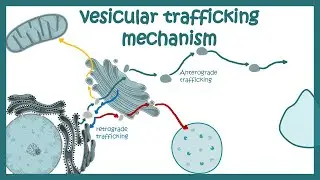 Vesicle trafficking || vesicle transport in cell || molecular mechanism