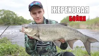 Это ЖАРА!!! РЫБАЛКА на ЖЕРЕХА в БУРЛЯЩЕЙ Струе!!! ЖЕРЕХ и ГОЛАВЛЬ Клюют ОДИН за ОДНИМ!!!