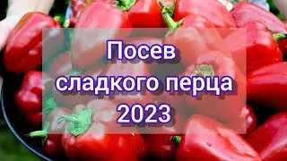 🌶️🫑🌶️Какие сорта перца выбрала// как я сею сладкий перец 🌶️🫑🍝🌶️