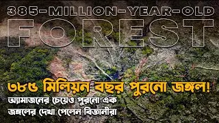 ৩৮৫ মিলিয়ন বছর পুরনো জঙ্গল! অ্যামাজনের চেয়ে পুরনো এক জঙ্গলের দেখা পেলেন বিজ্ঞানীরা।