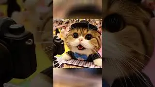 The Tale of the Cat Photographer  #short #shorts