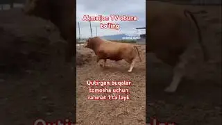 #horse