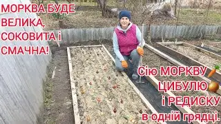 ПОСІВ МОРКВИ🥕методом,щоб НЕ ПРОРИВАТИ ідеальний спосіб