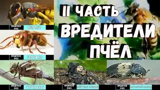 Вредители пчёл - ІІ часть