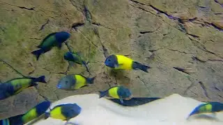 The BEST African Cichlid Breeder! [Tour]