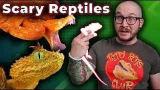 Top 5 SCARIEST Reptiles!