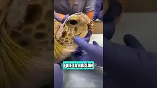 Este hombre encontró una enorme tortuga atrapada de espaldas y decidió hacer algo muy peligroso