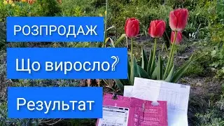 Розпродаж Флоріум, Яскрава клумба: що повиростало??? Результат! Тюльпани, нарциси, гіацинти.