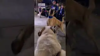Kangal vs Alabai Dog Fight 😈 || Alabai Dog Fight Kangal Dog fight 🔥 