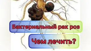 Бактериальный рак роз! Чем лечить? Как предотвратить рак? Показываю рак розы на штамбе из Русрозы😱