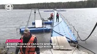 В Глубоченском водохранилище их более 43 тысяч