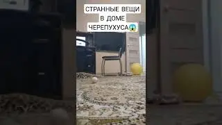 КОШМАР! СТРАННЫЕ ВЕЩИ В ДОМЕ ЧЕРЕПУХУСА! 😱😱😱