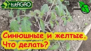 🔴 ЭТИ 4 ОШИБКИ СОВЕРШАЮТ ДАЖЕ АГРОНОМЫ ПРОФИ! Не останьтесь без урожая томатов! РАЗБОР ПОЛЕТОВ № 7.