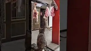고양이가 고기덩어리에 매달려 있는데 깜짝 놀라서 쳐다보고 있다