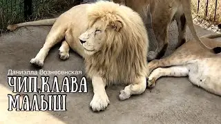 Утро...ЧИП во всей красе. КЛАВА пугает львиц. МАЛЫШ на 