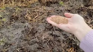 Срочный компост за 1 месяц. Это реально? Часть 1.