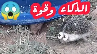 #ذكاء_وقوة_قنفذ_للهرب_من_الأسر
