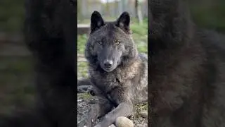 Королева Арктики , ВОЛЧИЦА ЧЕРНИКА. #arcticwolf #wolf #greywolf #blackwolf