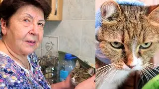 Мама @Мамины рецепты рассказывает ОТКУДА ВЗЯЛАСЬ ЛИЗА и другие наши кошки?! КАК СЛОЖИЛАСЬ ИХ СУДЬБА?