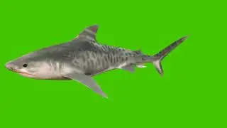 A large shark swims under water with a wide open mouth full of sharp dangerous teeth. 3d animation