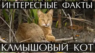 Камышовый кот - интересные факты