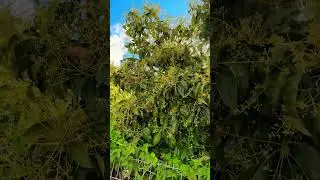 Watch the Avocado Blossom