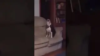 This Dog Have A Dancing Talent/Amazing Dog
