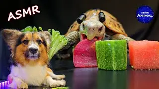 Relaxing ASMR Eating Food Mukbang for Sleep ✨ Turtle Tortoise 164