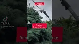 Стрижка блакитної ялинки. Відео буде доступне 13.06.2024 о 19.30 на ютюбканалі 
