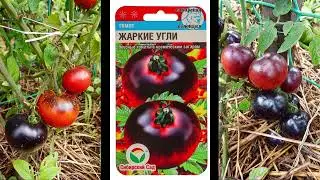 Томаты по сортам в моем огороде #огород #томаты #gardening