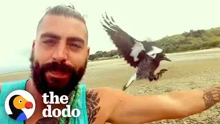 Baby Magpie Has The Sweetest Friendship With The Guy Who Rescued Him | The Dodo