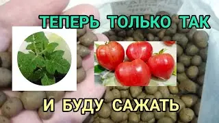 БОМБИЧЕСКИЕ всходы томатов на  КЕРАМЗИТЕ. Проект РЕЗАНКИ. Посевная.ПОЛИВ по чайной ложке.