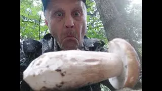 Счастье для грибника когда лес полон грибов! Охота за белыми грибами! Тихая охота 2023 года.