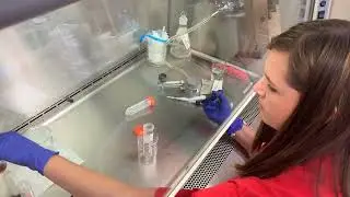 Wiggins Inoculation Aspergillus1