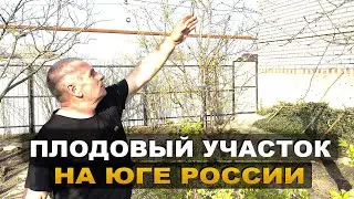 ПЛОДОВЫЙ САД НА ЮГЕ. Рассказываем, что растёт на участке! ПЛОДОВЫЕ ДЕРЕВЬЯ И КУСТАРНИКИ.