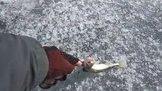 Интересный момент, на зимней рыбалке!