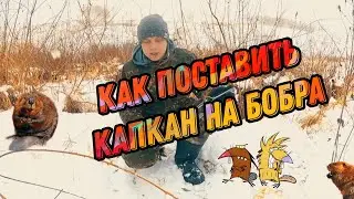 Как поставить капкан на бобра , проходной капкан , где ставить капкан на бобра,охота на бобра
