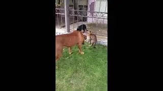 Коты издеваются над глупым псом.
