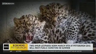 Critically endangered Amur leopard cubs born at Pittsburgh Zoo & Aquarium